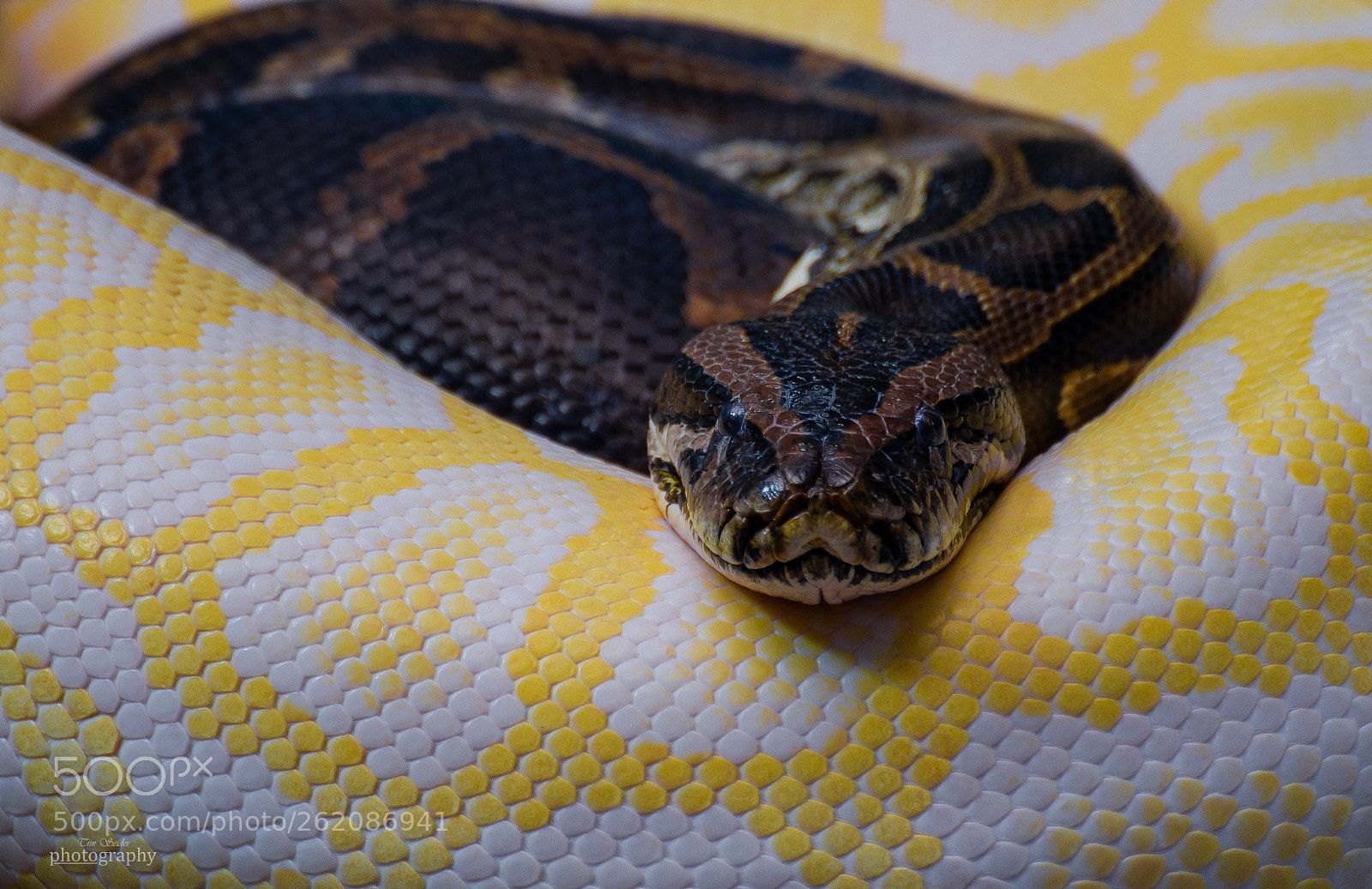 Nikon D610 sample photo. Snake or snakes photography