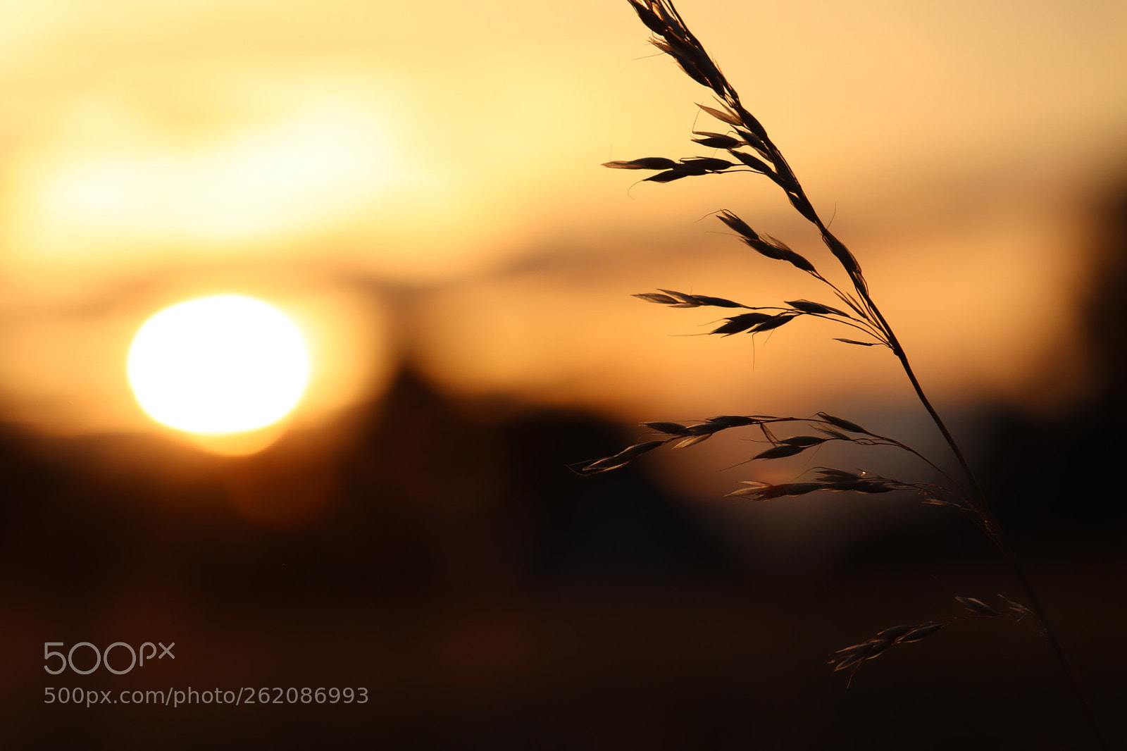 Canon EF-M 18-150mm F3.5-6.3 IS STM sample photo. Fields of gold photography
