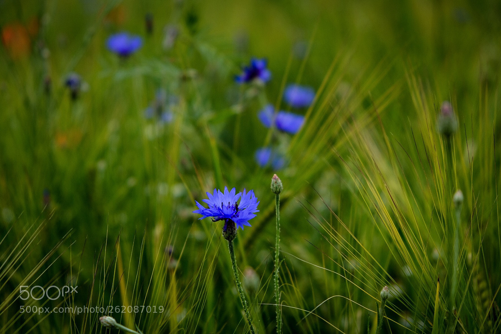 Fujifilm X-T20 sample photo. Untitled photography