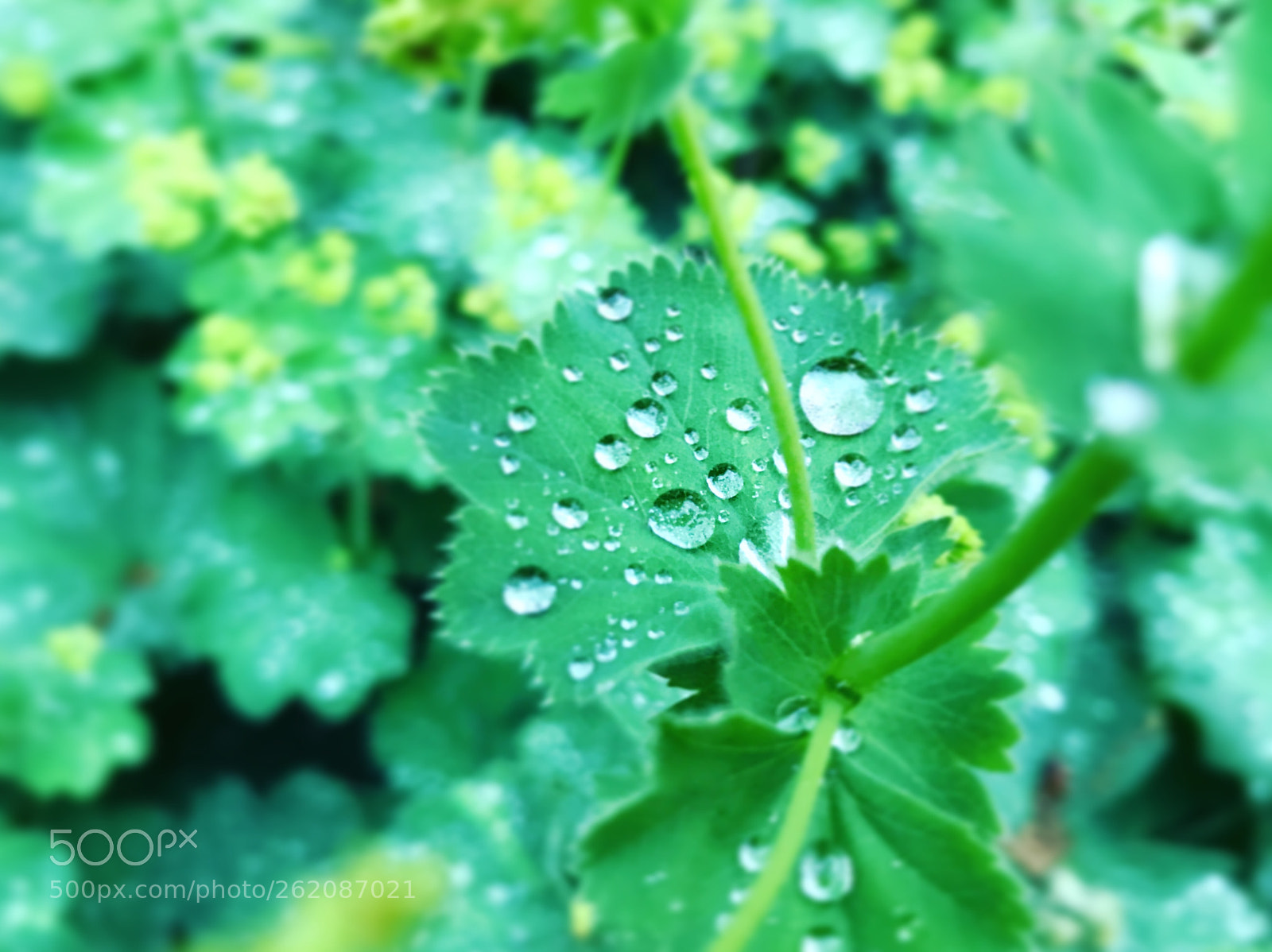 Apple iPhone 7 sample photo. Untitled photography