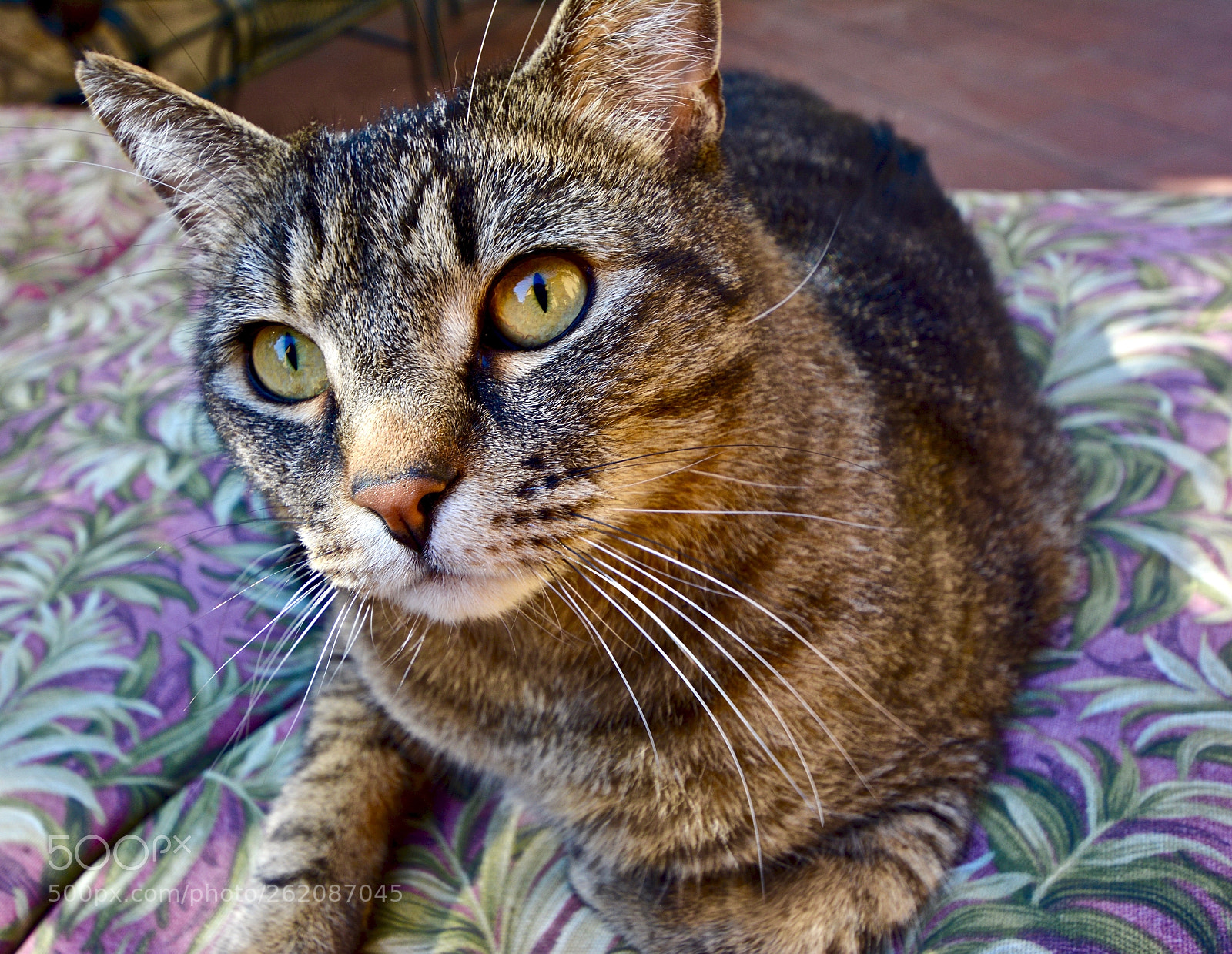 Nikon D7100 sample photo. Poser photography