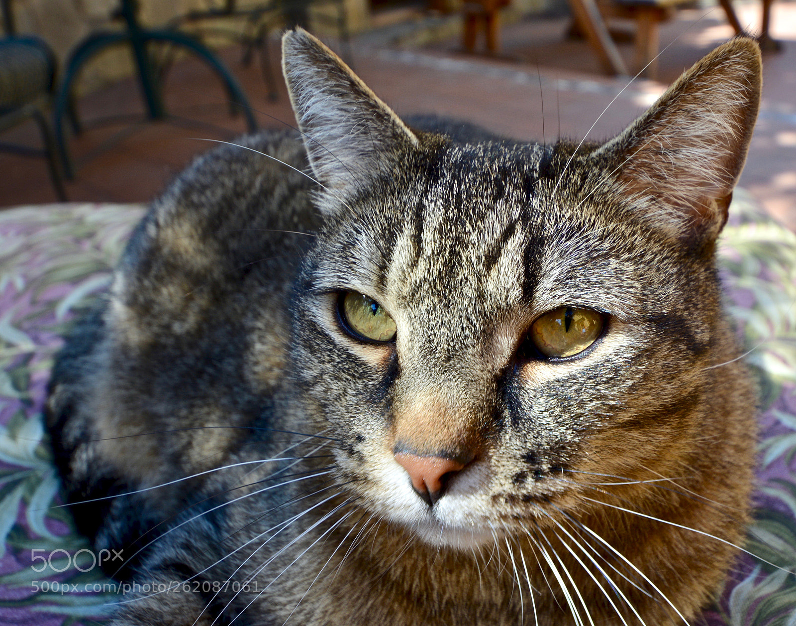 Nikon D7100 sample photo. Malaki photography