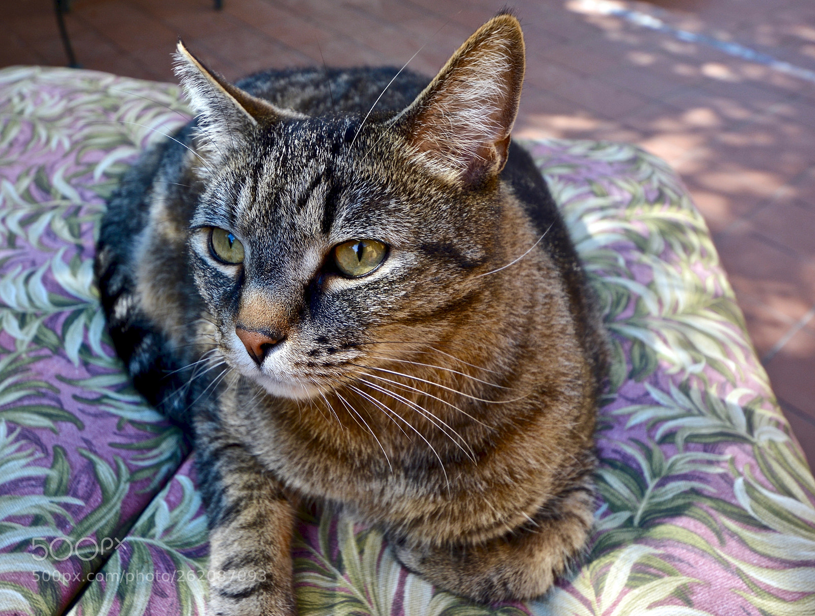 Nikon D7100 sample photo. I wish i cold photography