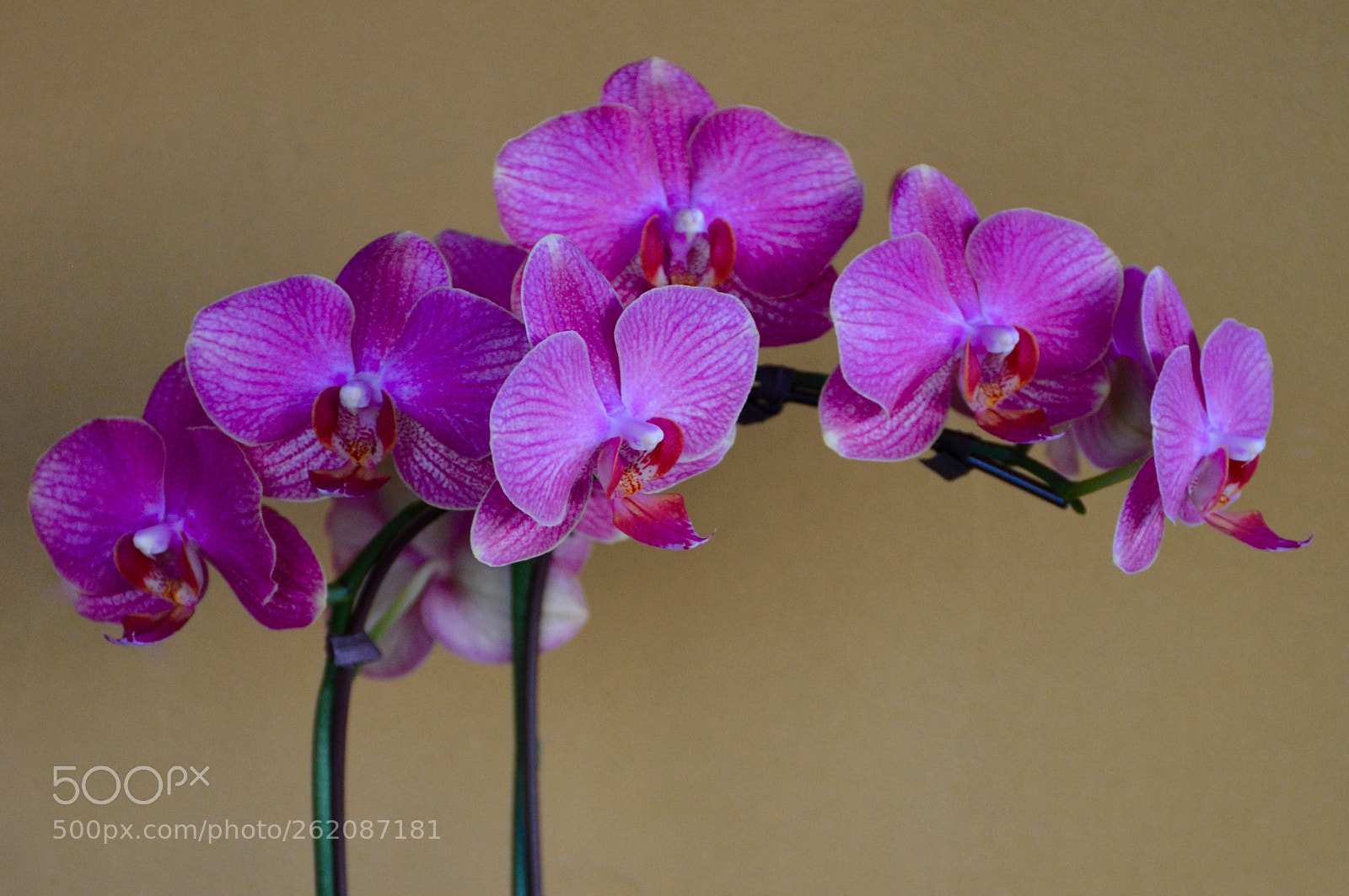 Nikon D7100 sample photo. Purple pleaser photography