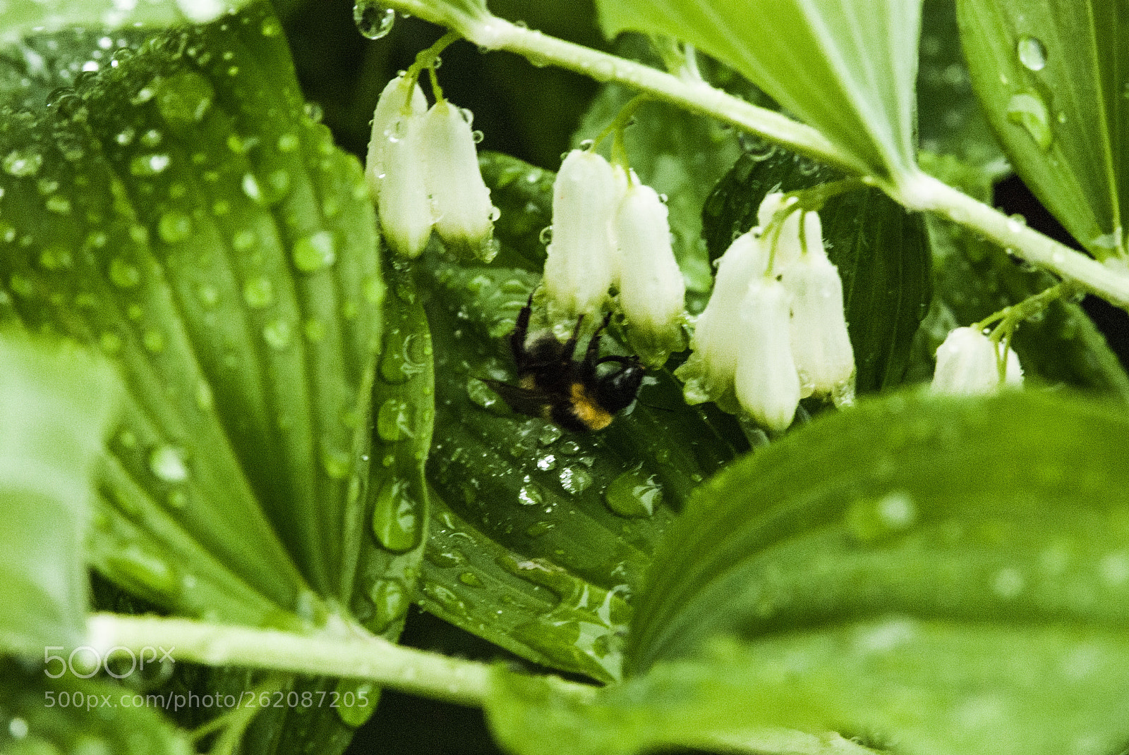 Nikon D80 sample photo. шмель photography