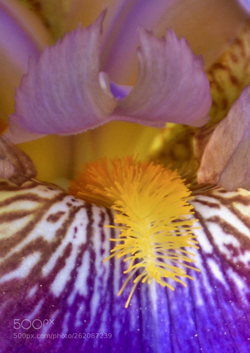 Nikon D7100 sample photo. Open wide and stick photography