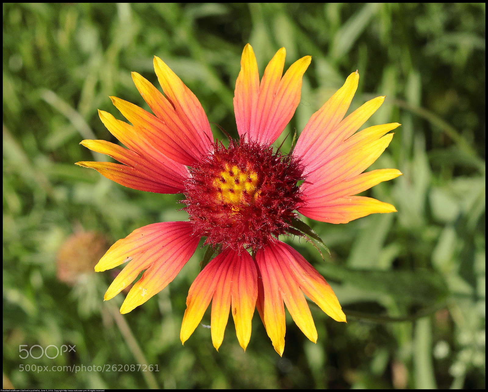 Canon EOS 80D sample photo. Firewheel wildflower photography