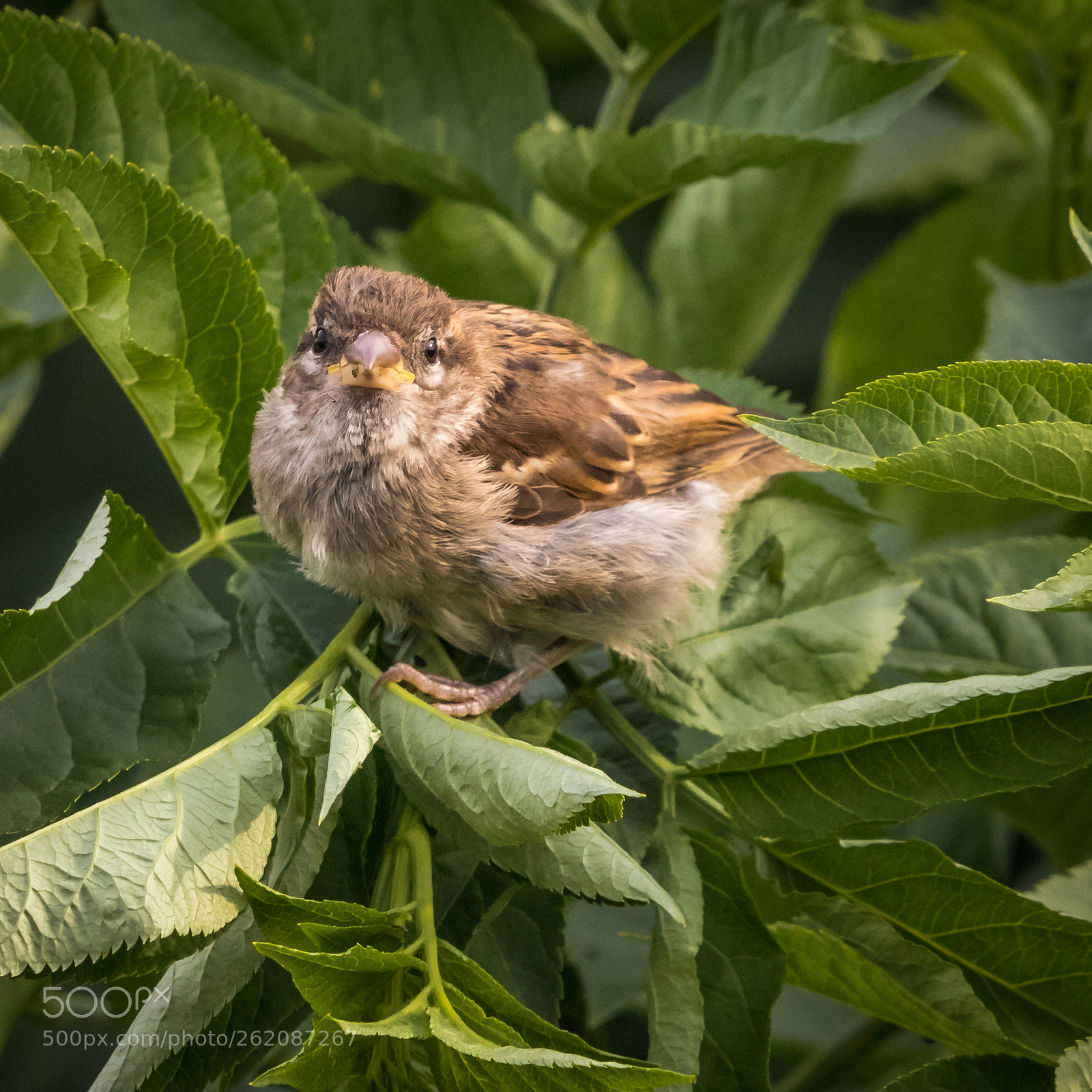 Canon EOS 80D sample photo. Fluffy ball of sparrow-ness photography
