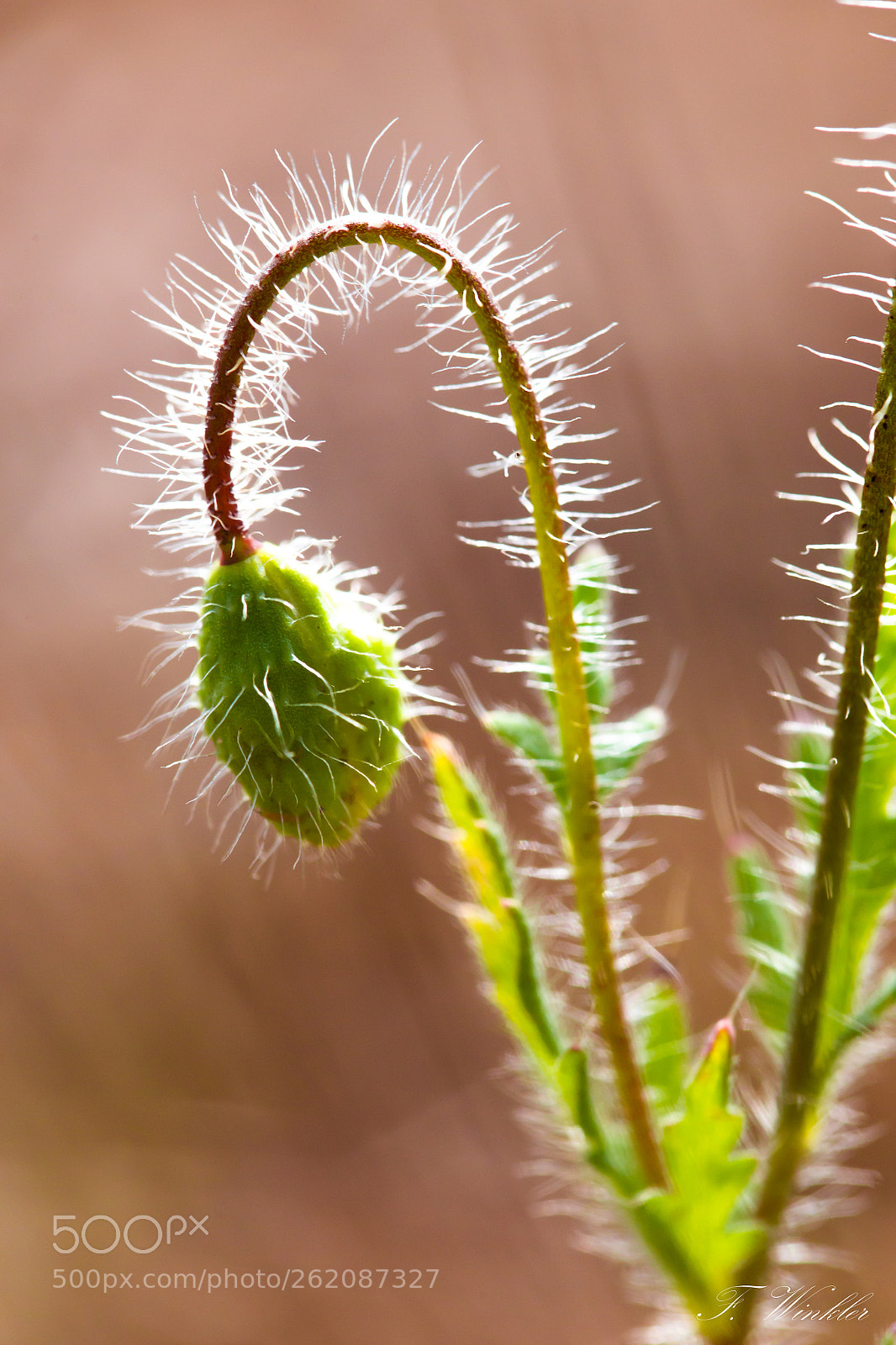Canon EOS 6D sample photo. Bud photography