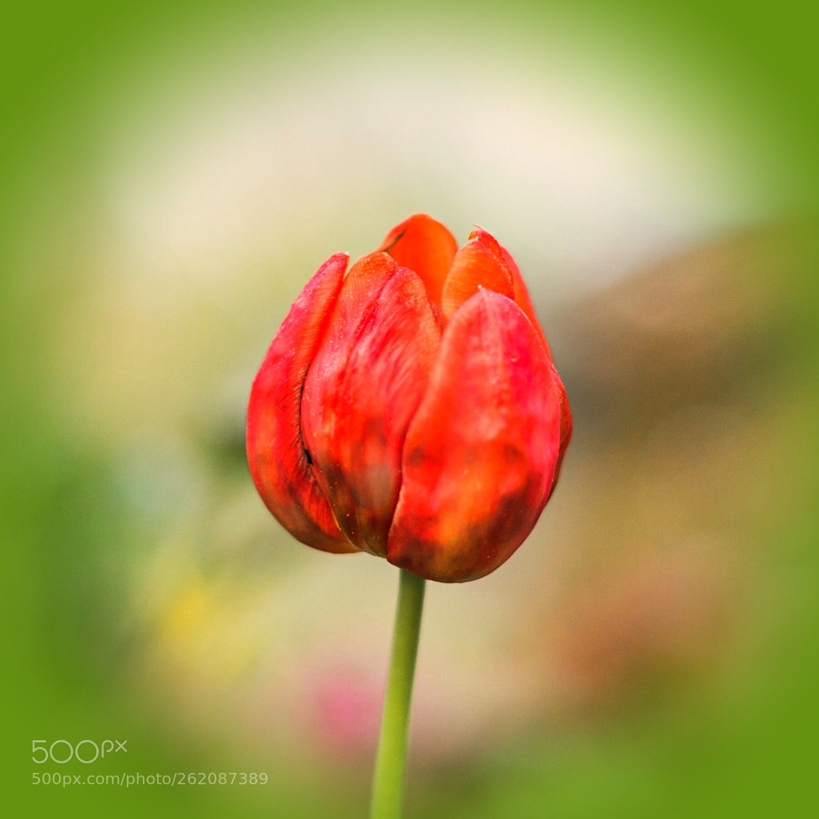 Sony a7R sample photo. Tulip  photography