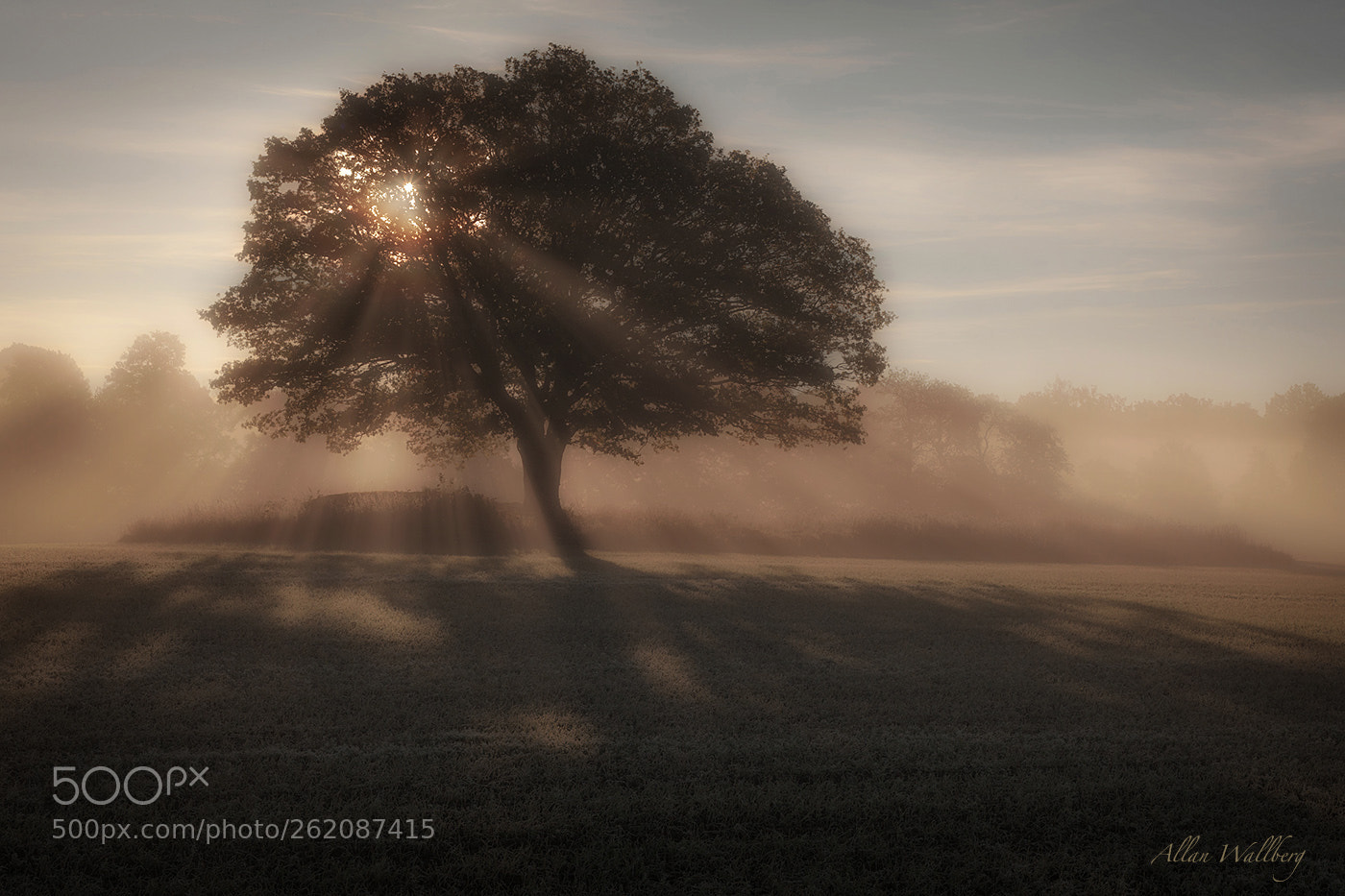 Canon EOS 5D Mark II sample photo. Trees in backlight photography