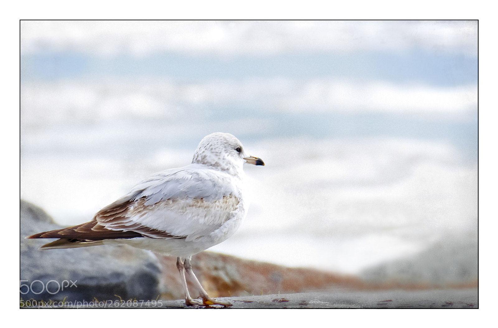 Nikon D800 sample photo. Seagull 2 photography
