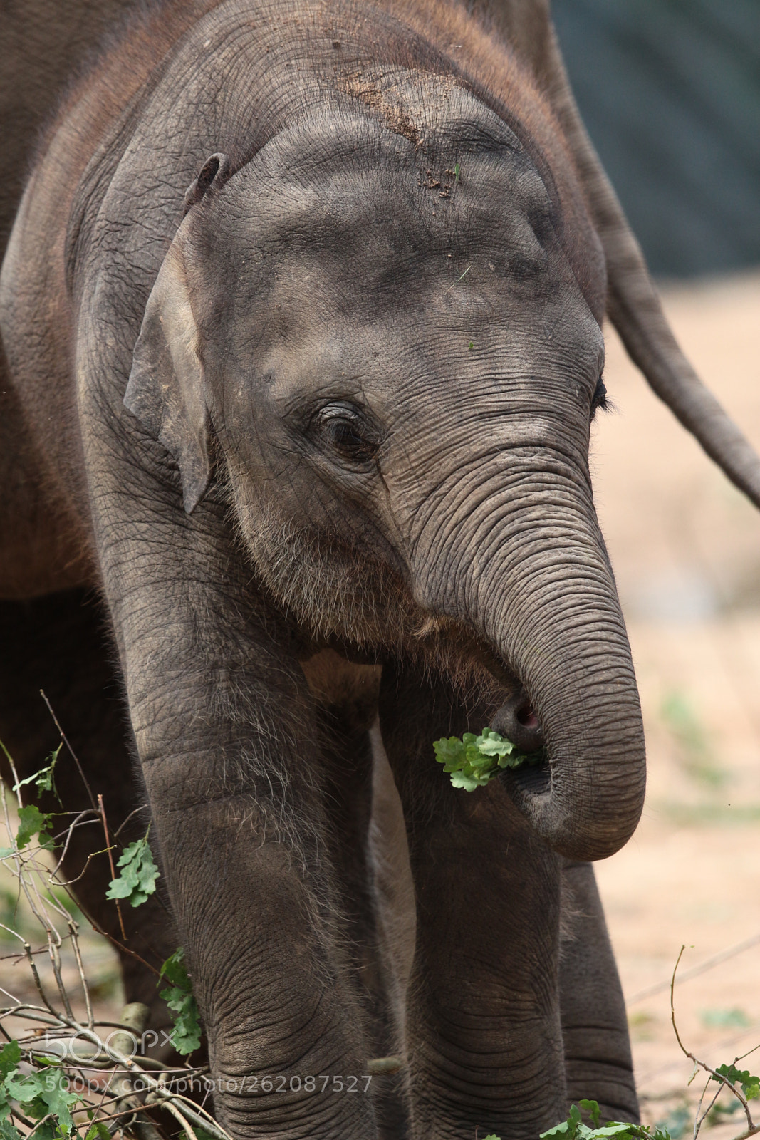 Canon EOS 700D (EOS Rebel T5i / EOS Kiss X7i) sample photo. Little elefant photography