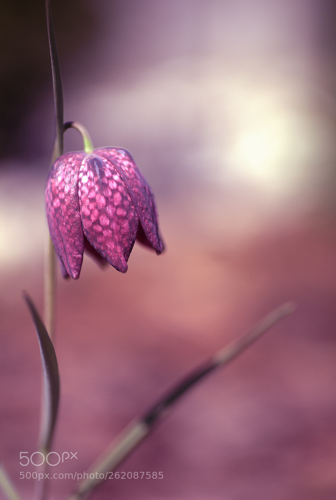 Canon EOS 5D Mark II + Tamron SP AF 90mm F2.8 Di Macro sample photo. Fritillaria meleagris photography