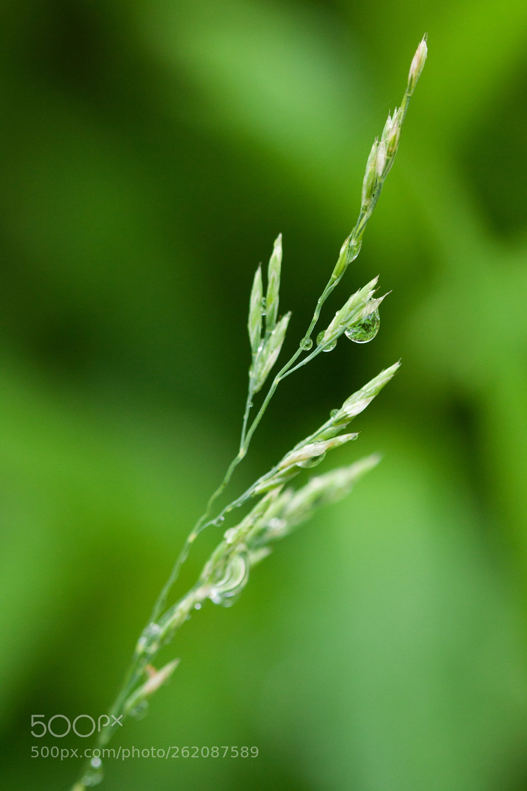 Canon EOS 50D sample photo. Il pleut (it's rain) photography