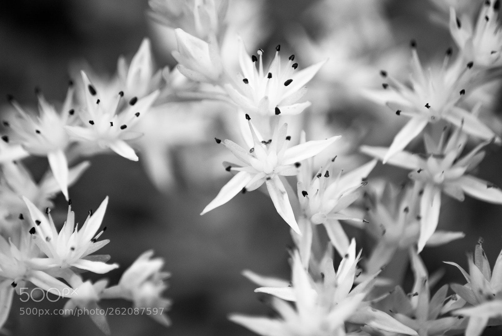Nikon D3000 sample photo. Black & white flowers photography
