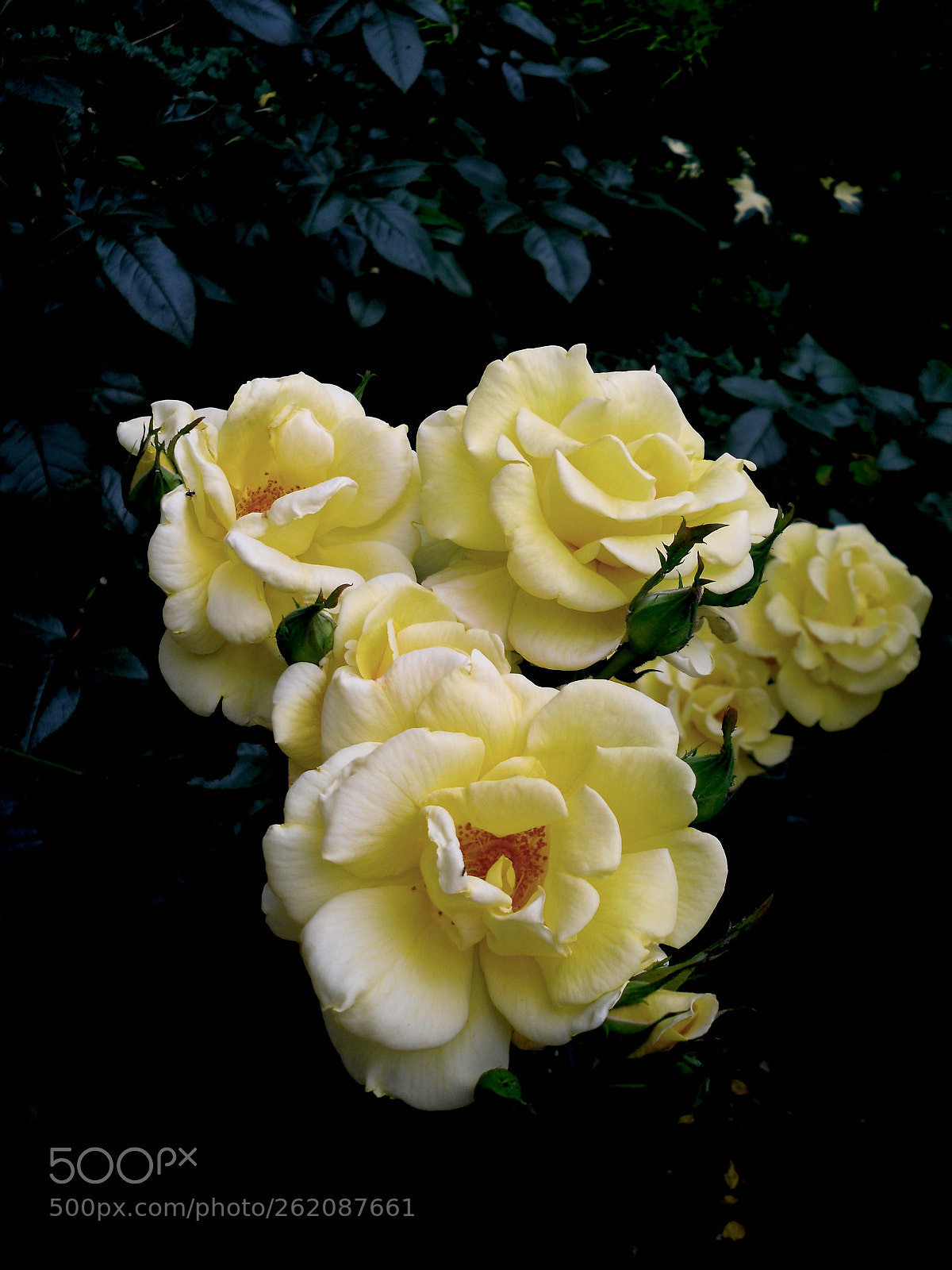 Samsung L201 / VLUU L201 sample photo. Bunch of yellow roses photography