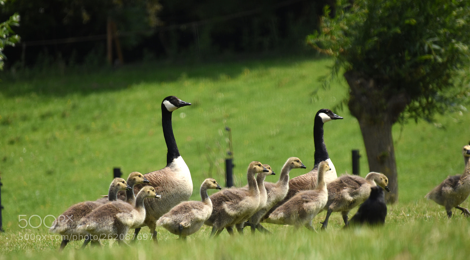 Nikon D7200 sample photo. Canadian geese with their photography
