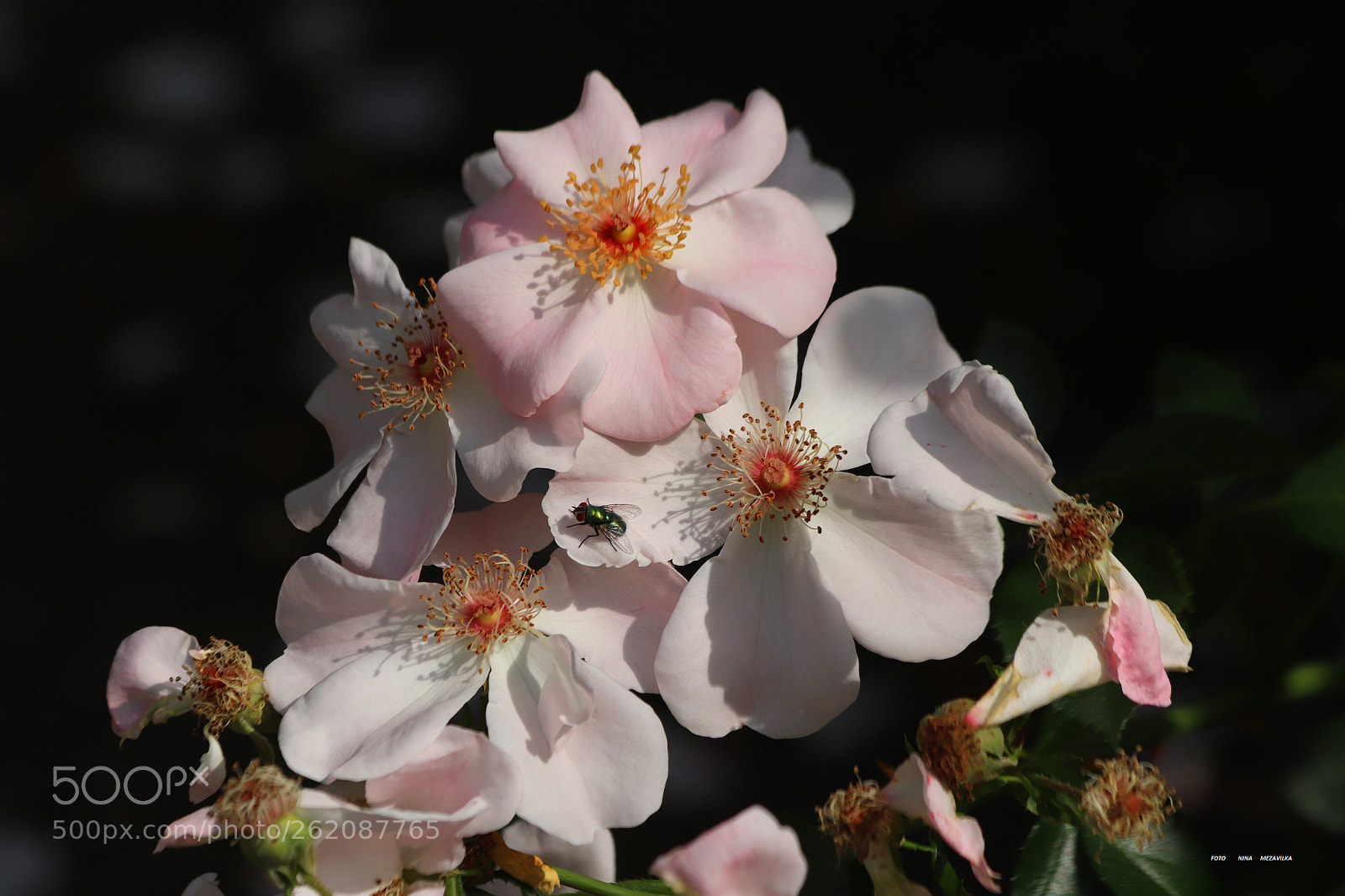 Canon EOS 800D (EOS Rebel T7i / EOS Kiss X9i) sample photo. Die rosen photography