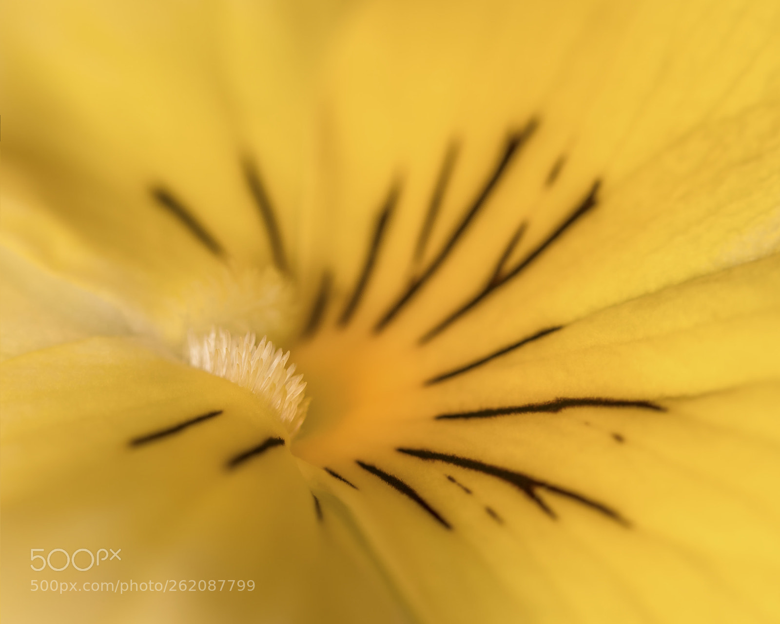 Canon EOS 5D Mark IV sample photo. Viola photography