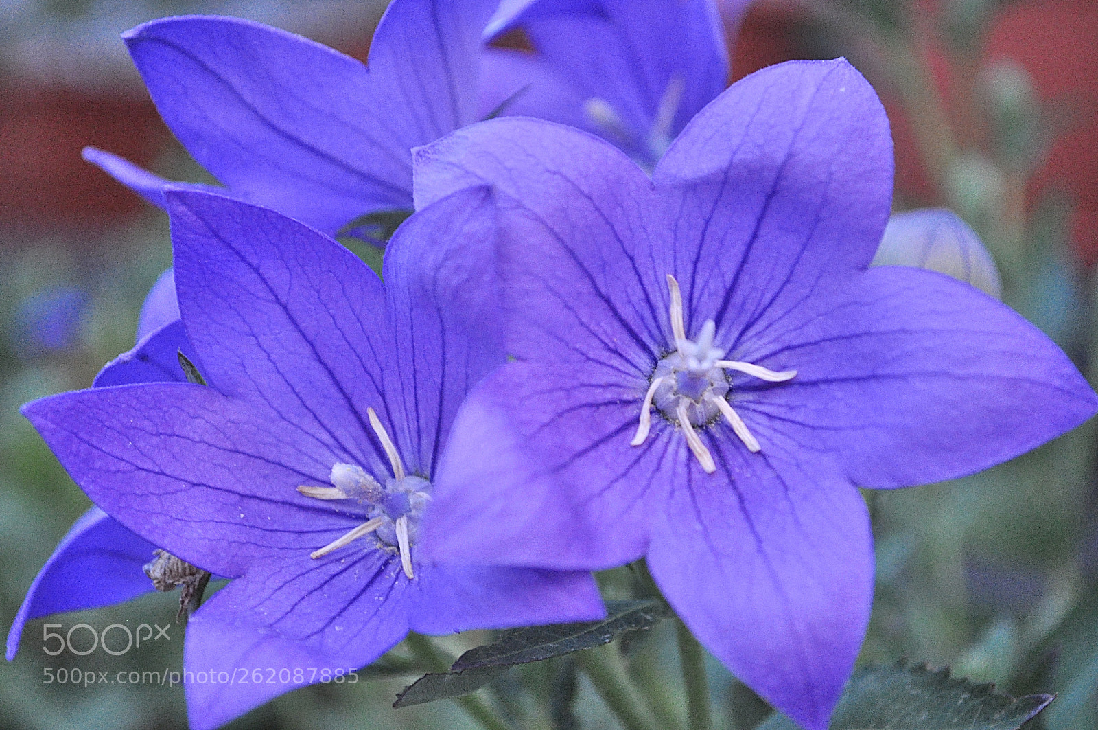 Nikon D5000 sample photo. Bluebells photography