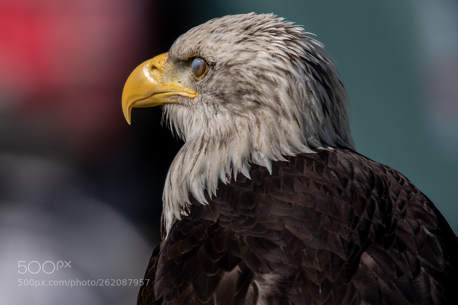 Canon EOS 7D Mark II sample photo. Weißkopfseeadler ii photography