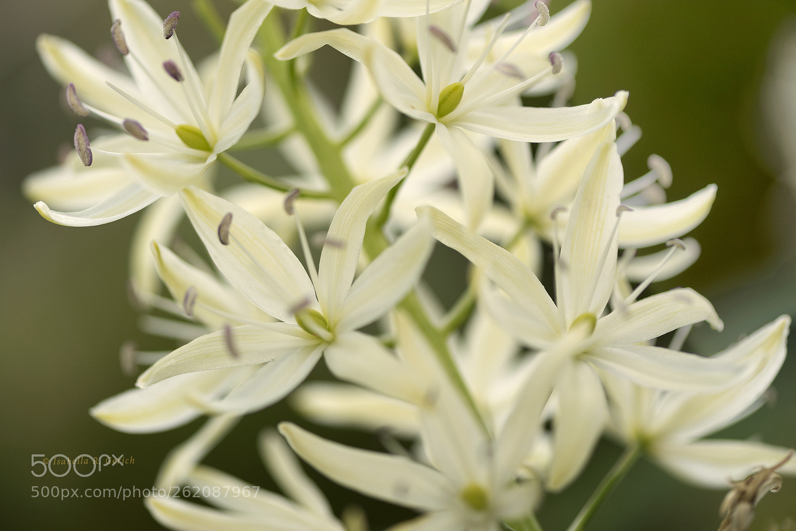 Nikon D750 sample photo. Star of the prairie photography