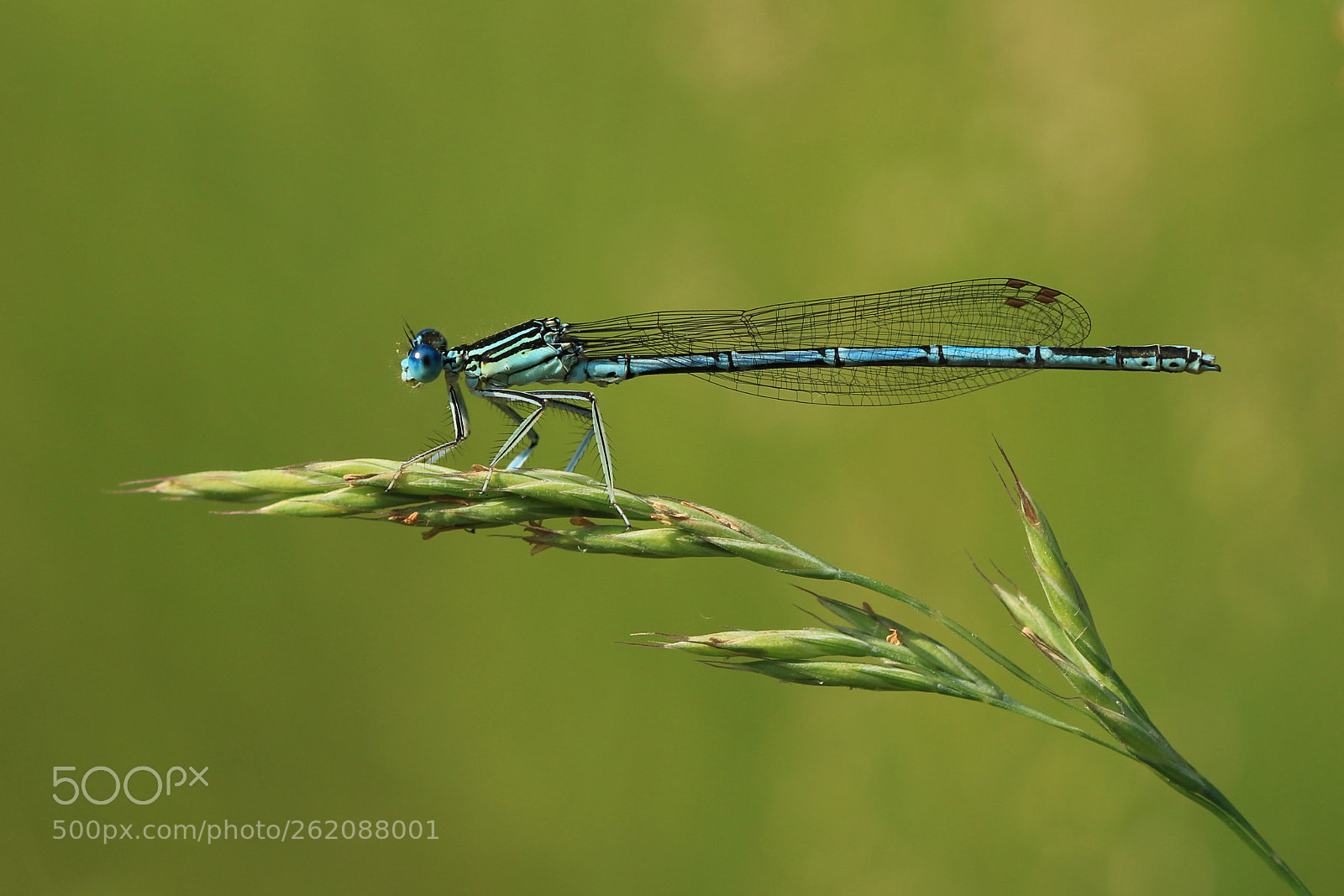 Canon EOS 700D (EOS Rebel T5i / EOS Kiss X7i) sample photo. Waterjuffer photography