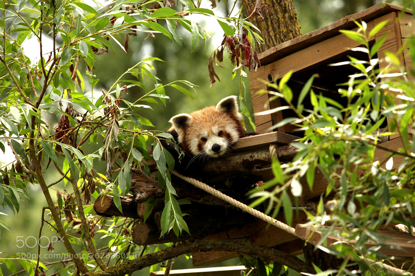 Canon EOS 5D Mark II sample photo. Red panda photography