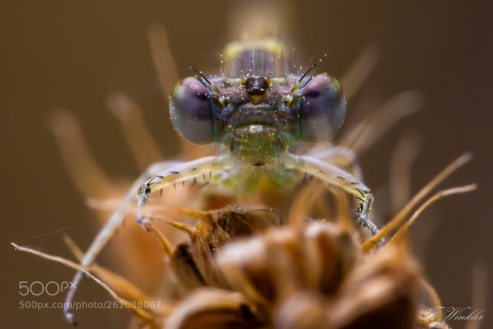 Canon EOS 6D sample photo. Dragonfly photography
