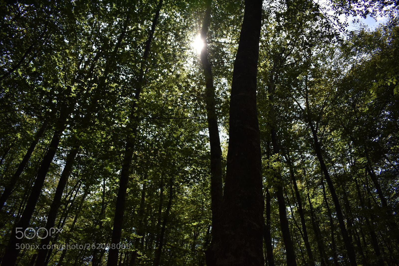 Nikon D3400 sample photo. Calma photography