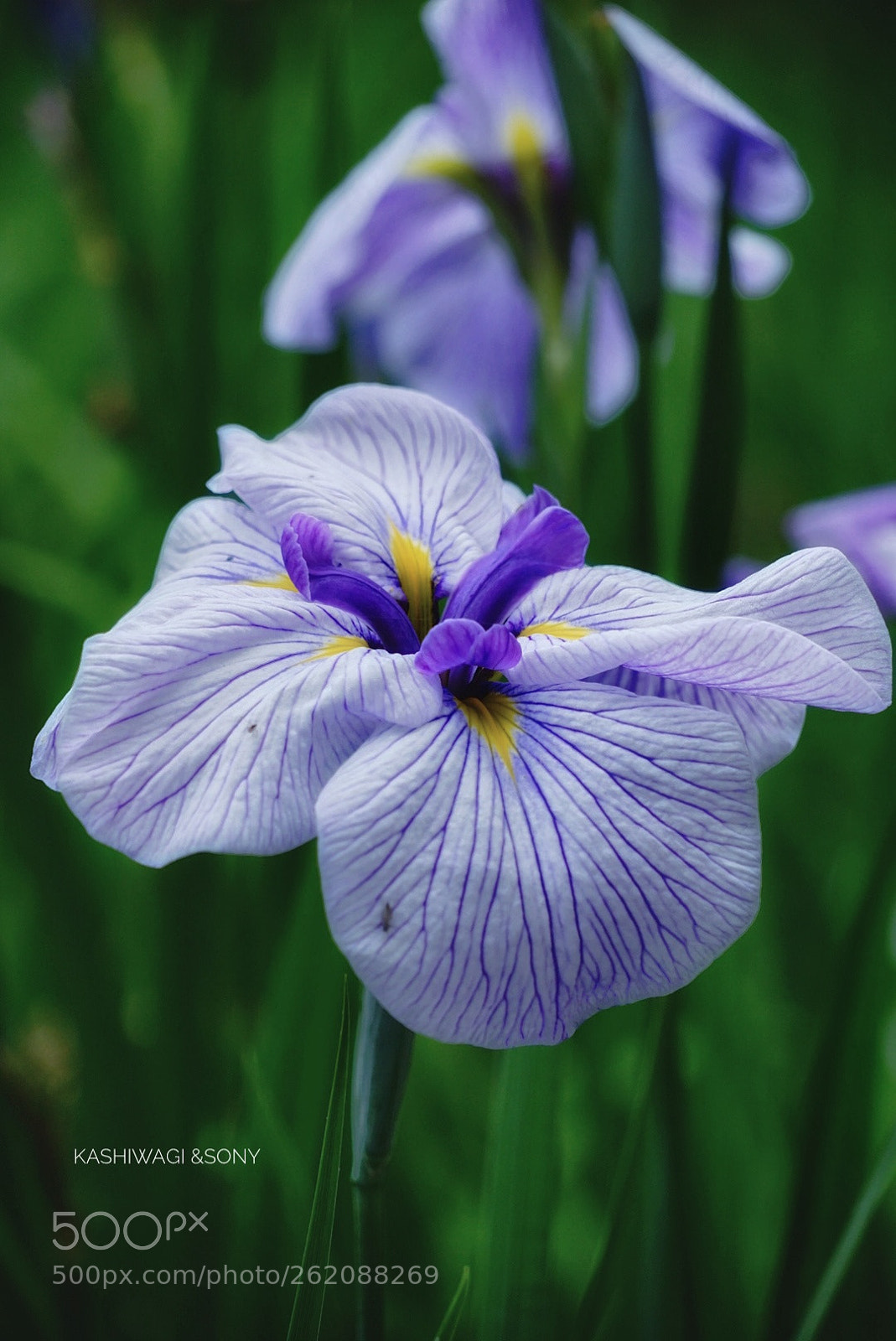 Sony a7 II sample photo. Beautiful iris photography