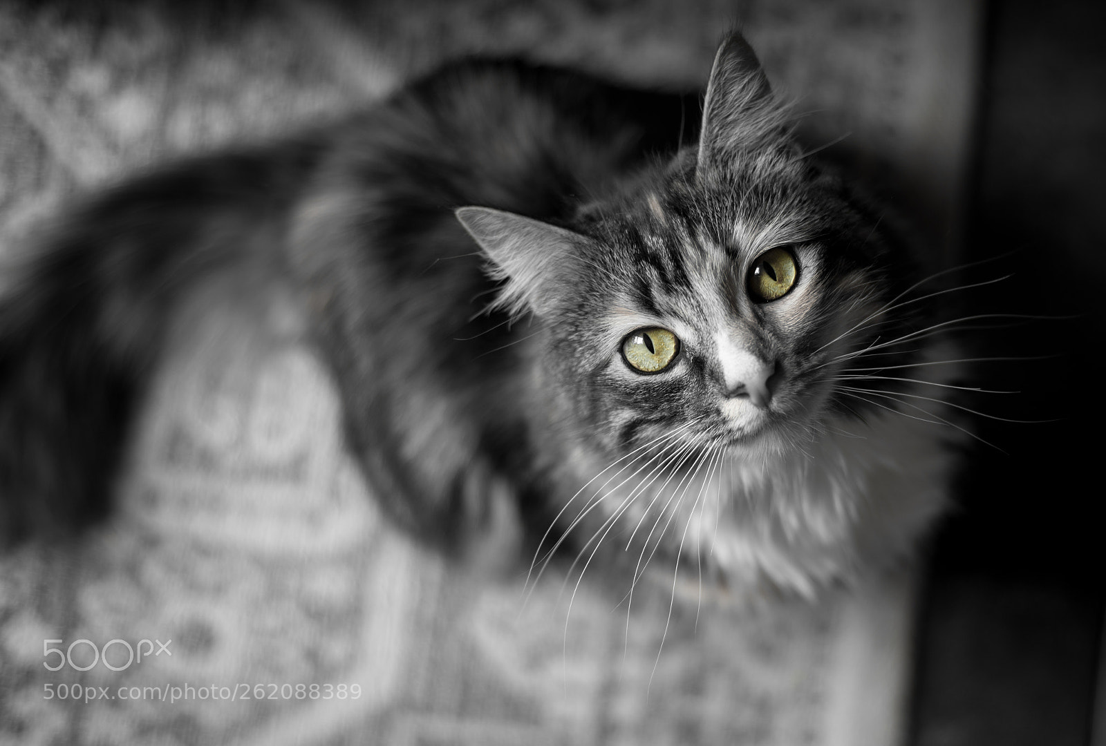 Nikon D750 sample photo. Cat eyes photography