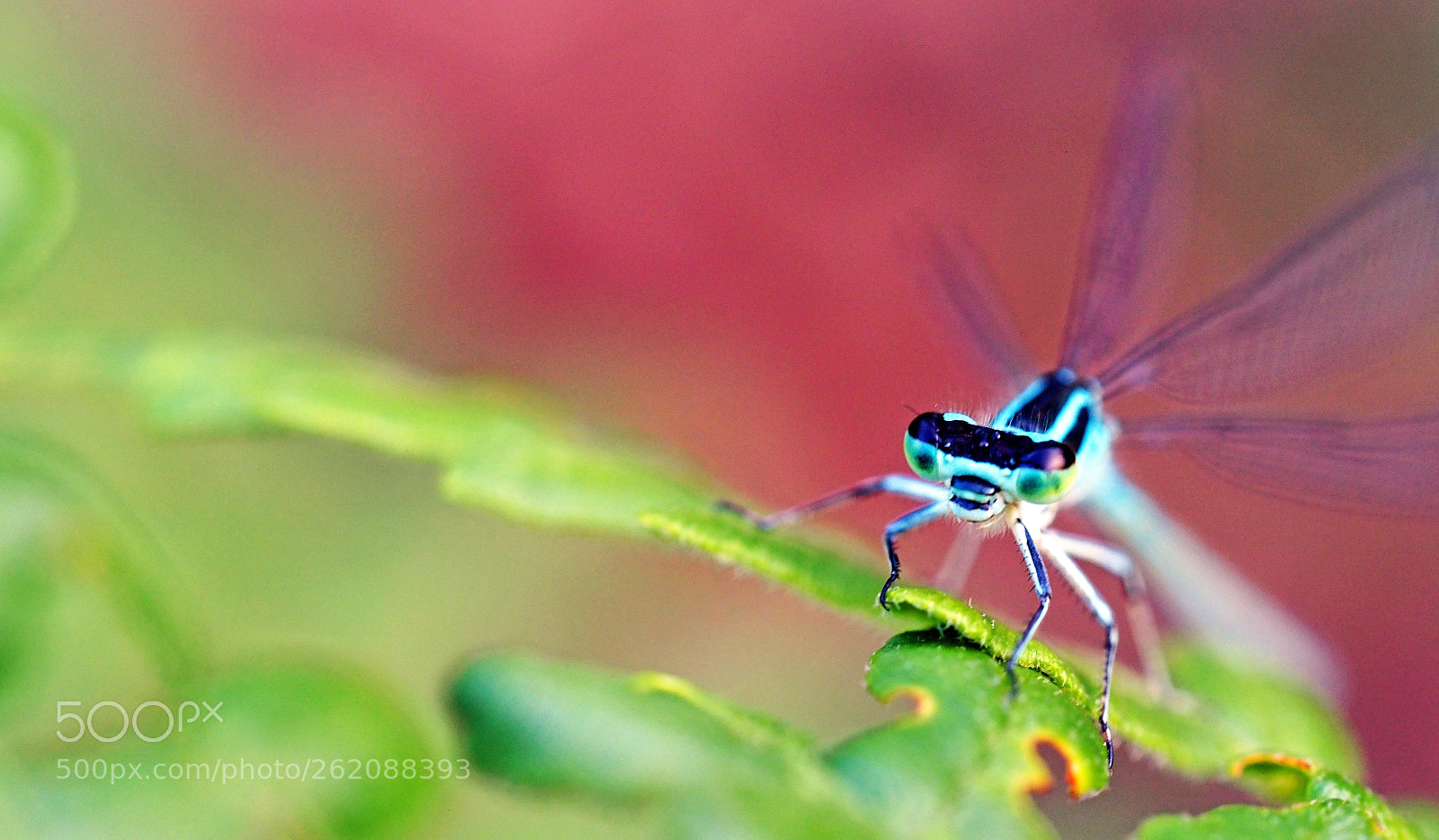 Olympus OM-D E-M10 II sample photo. Waszek photography