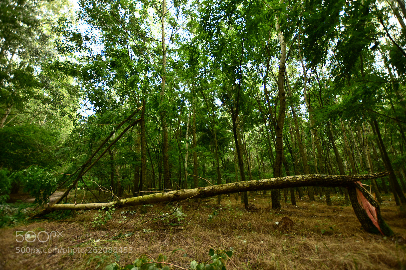 Nikon D7200 sample photo. Untitled photography