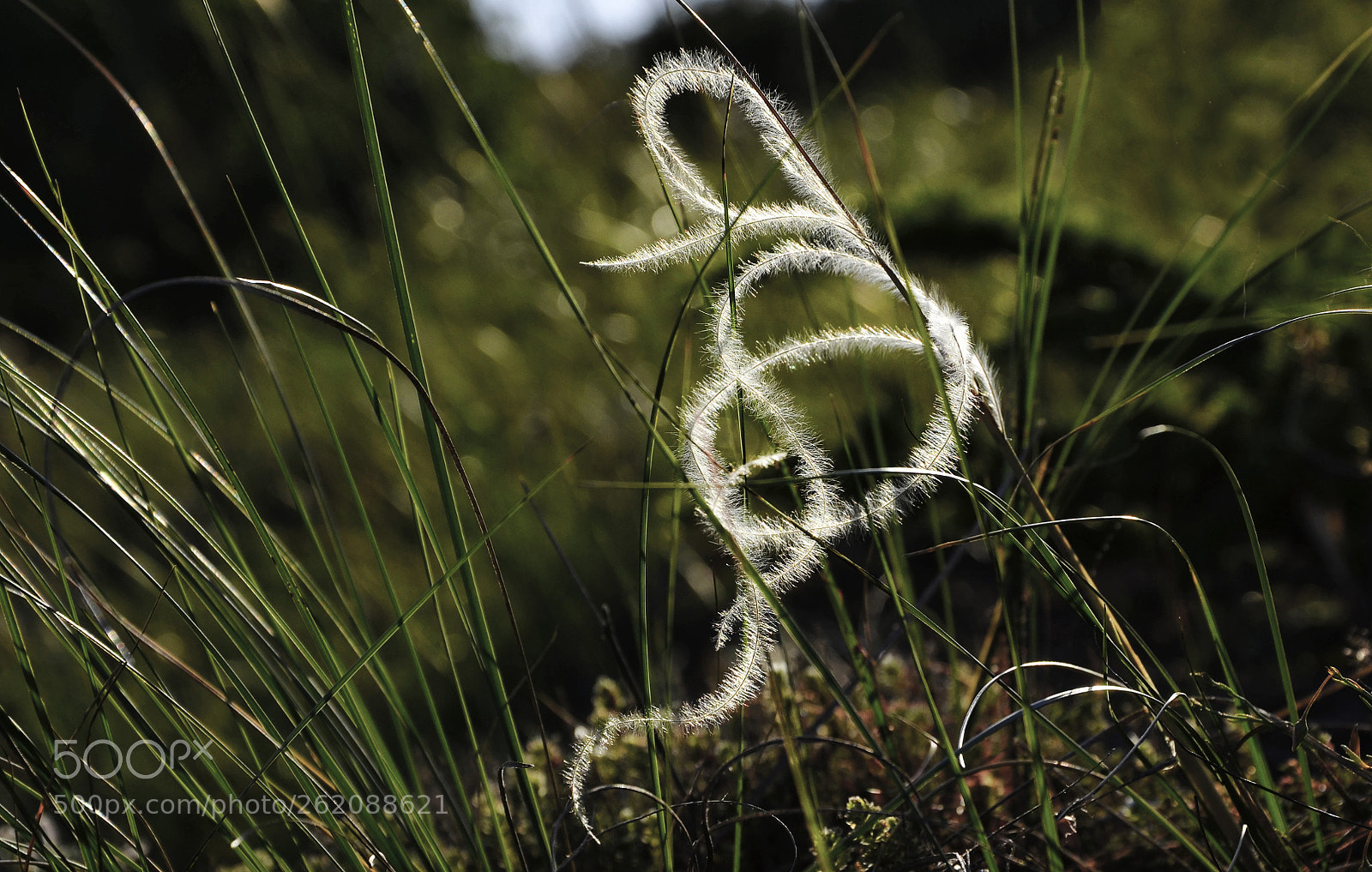 Nikon D7000 sample photo. Natural art photography