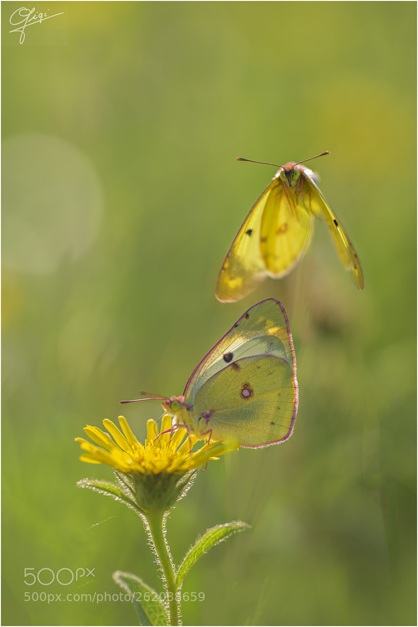 Nikon D610 sample photo. Colias crocea photography