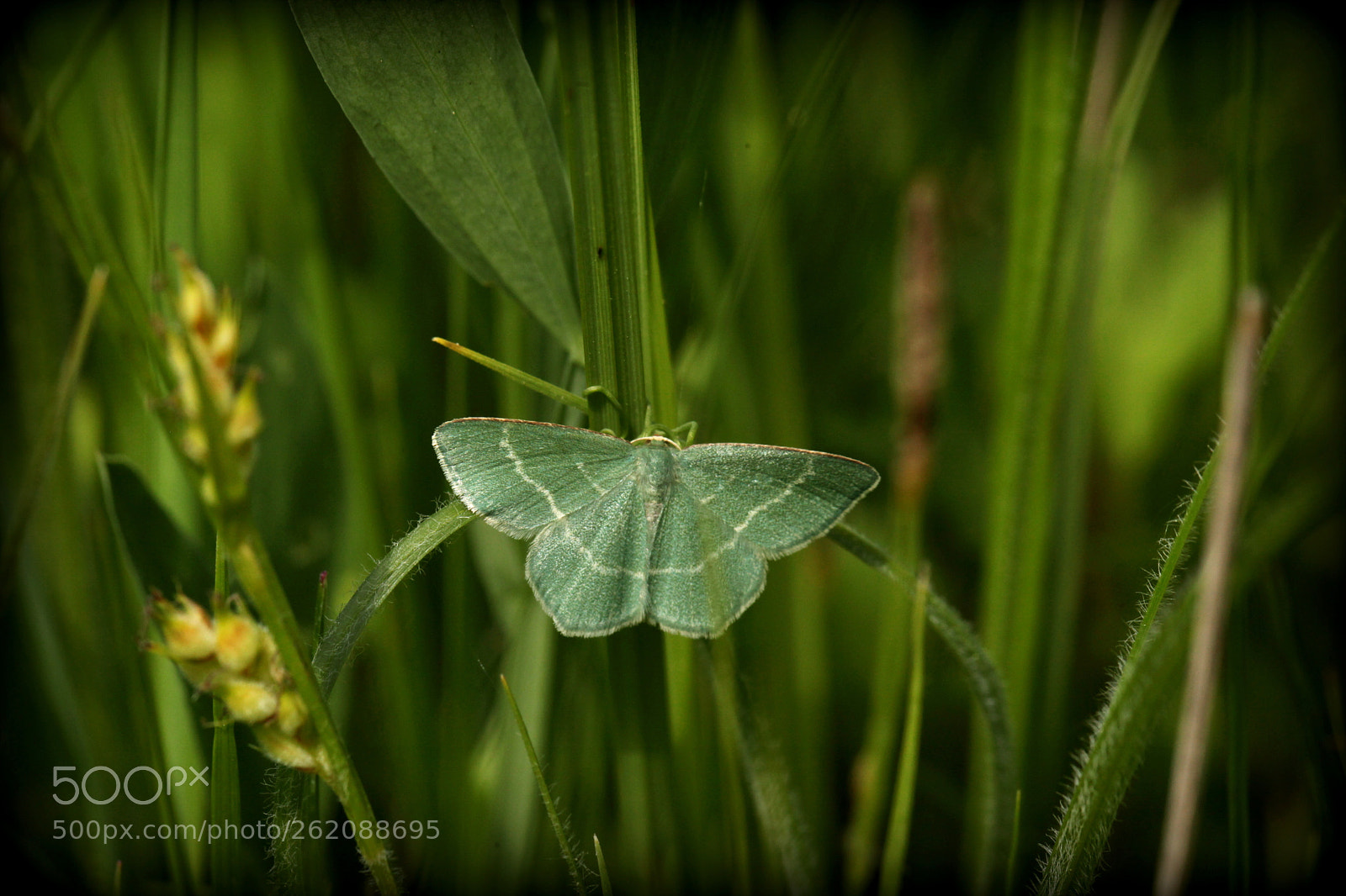 Canon EOS 5D Mark II + Canon EF 100mm F2.8L Macro IS USM sample photo. Camouflage photography