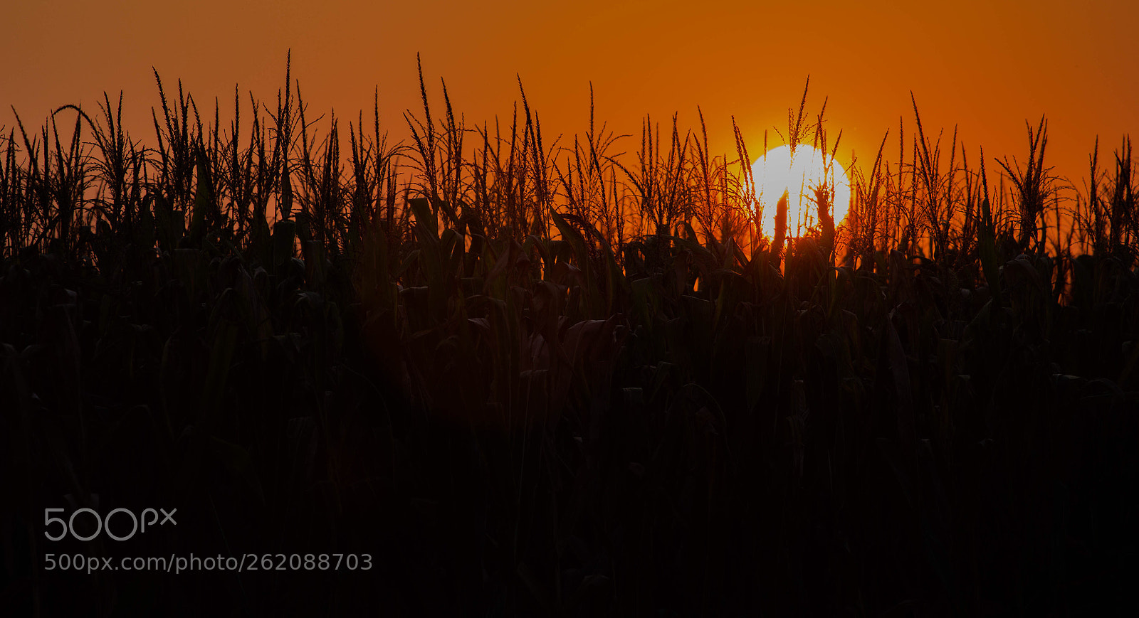 Canon EOS 600D (Rebel EOS T3i / EOS Kiss X5) sample photo. Fire on sunset  photography