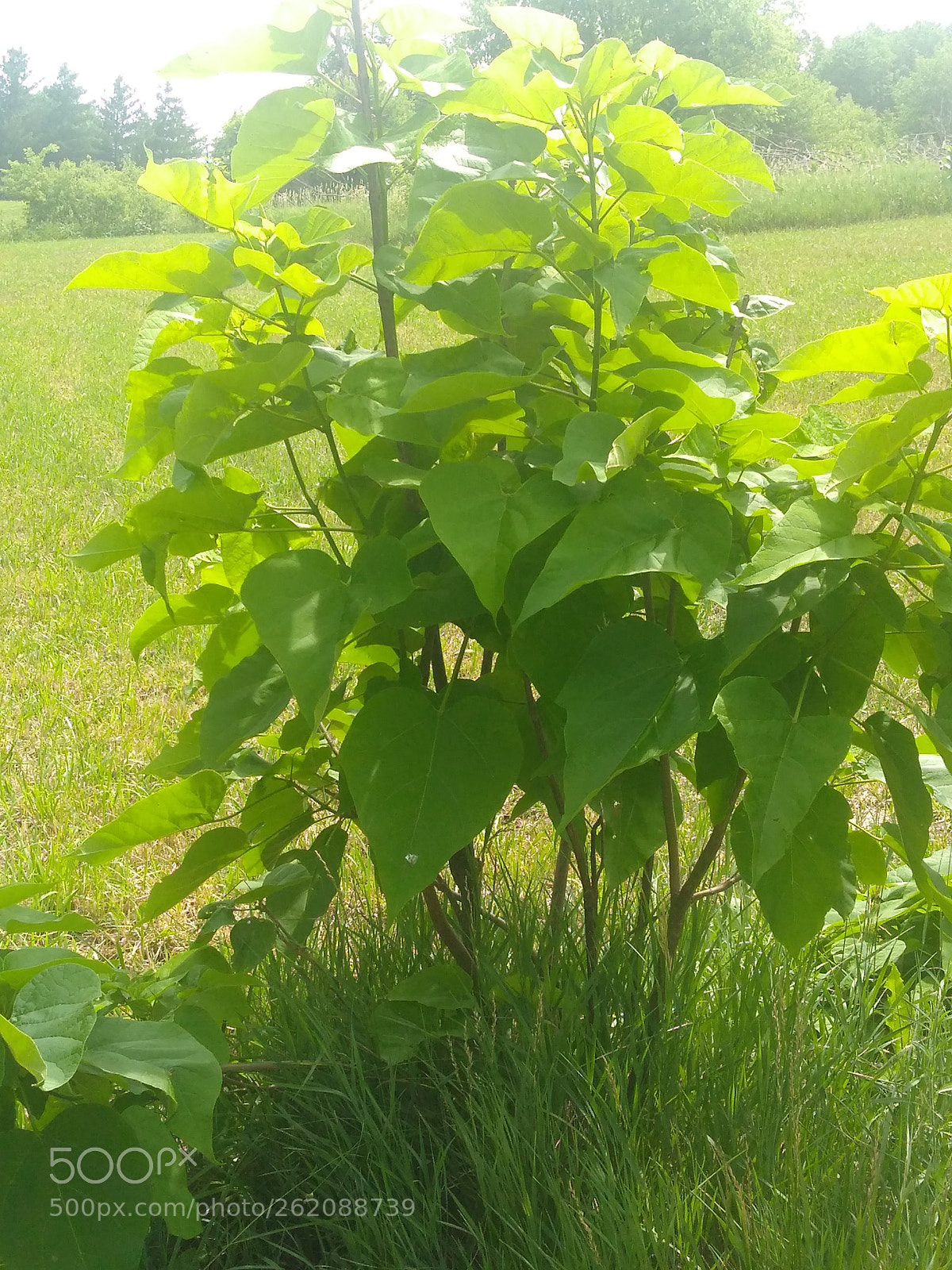 Motorola Moto G4 Play sample photo. Catalpa photography