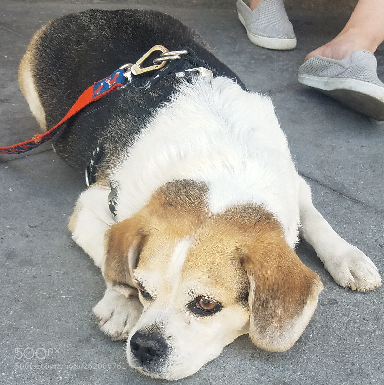 Samsung Galaxy S7 sample photo. 20170930_180428.jpg photography