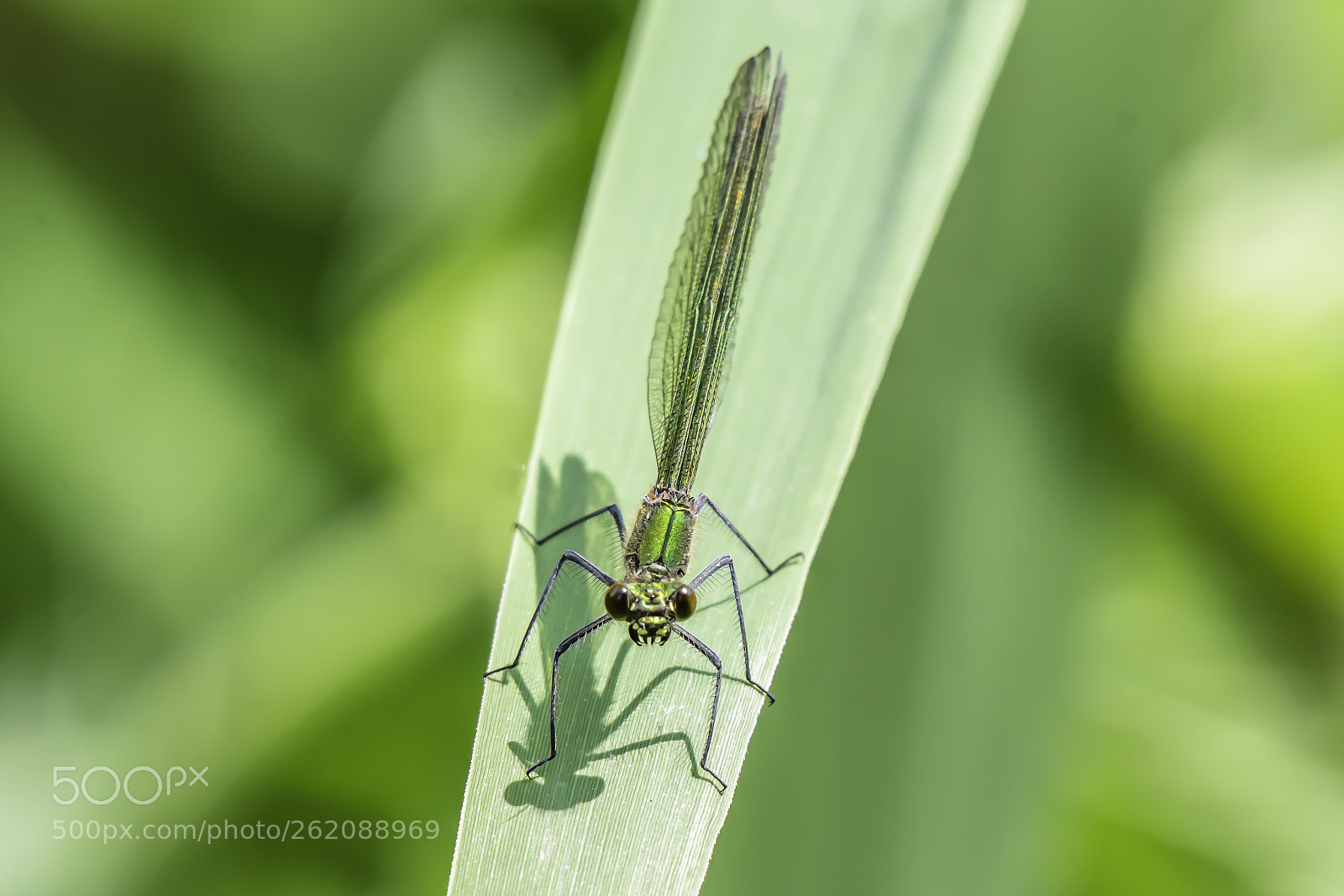 Nikon D7200 sample photo. Calopteryx splendens female photography