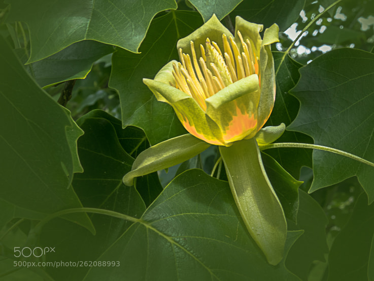 Canon PowerShot G3 X sample photo. Tulip tree photography