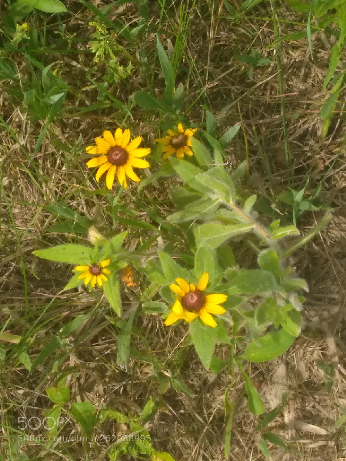 Motorola Moto G4 Play sample photo. Summer begins photography