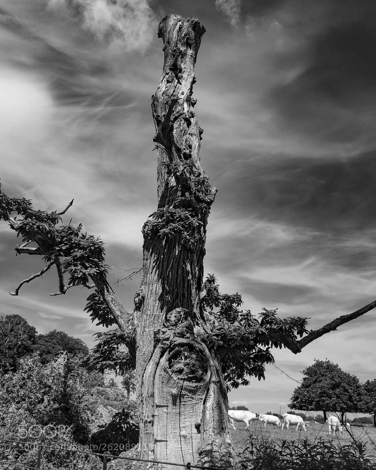Fujifilm X100F sample photo. Hobbit tree photography