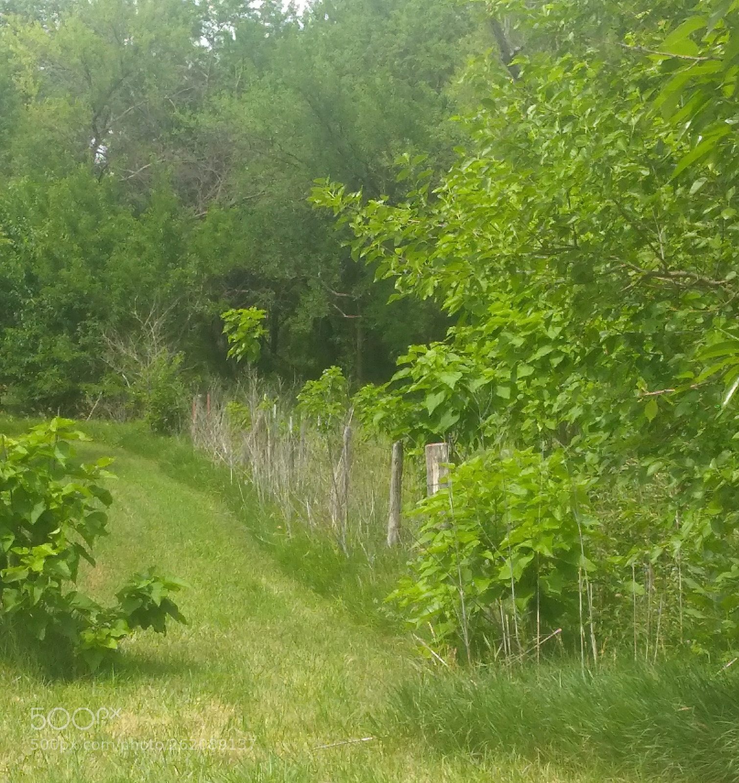 Motorola Moto G4 Play sample photo. Path photography