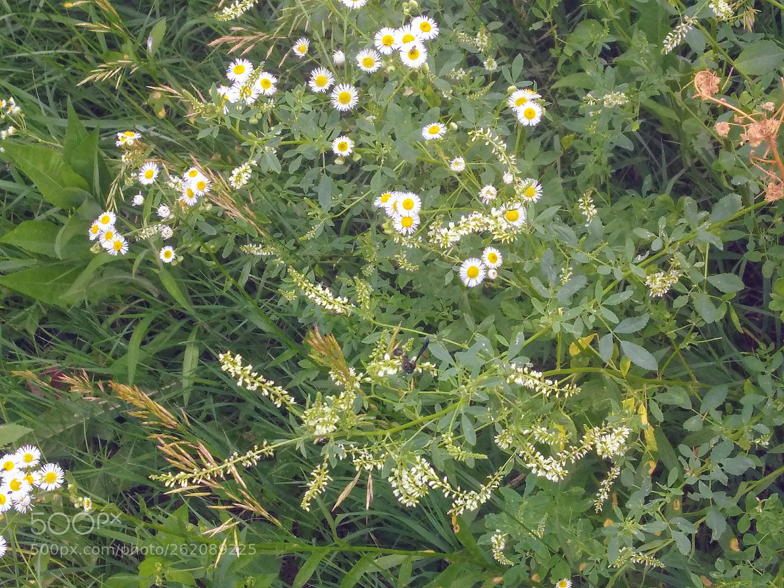 Motorola Moto G4 Play sample photo. Wildflowers photography