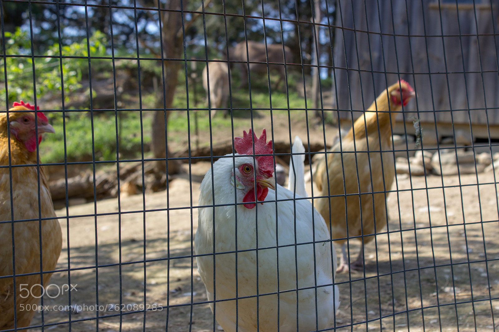 Canon EOS 600D (Rebel EOS T3i / EOS Kiss X5) sample photo. Rooster eye photography