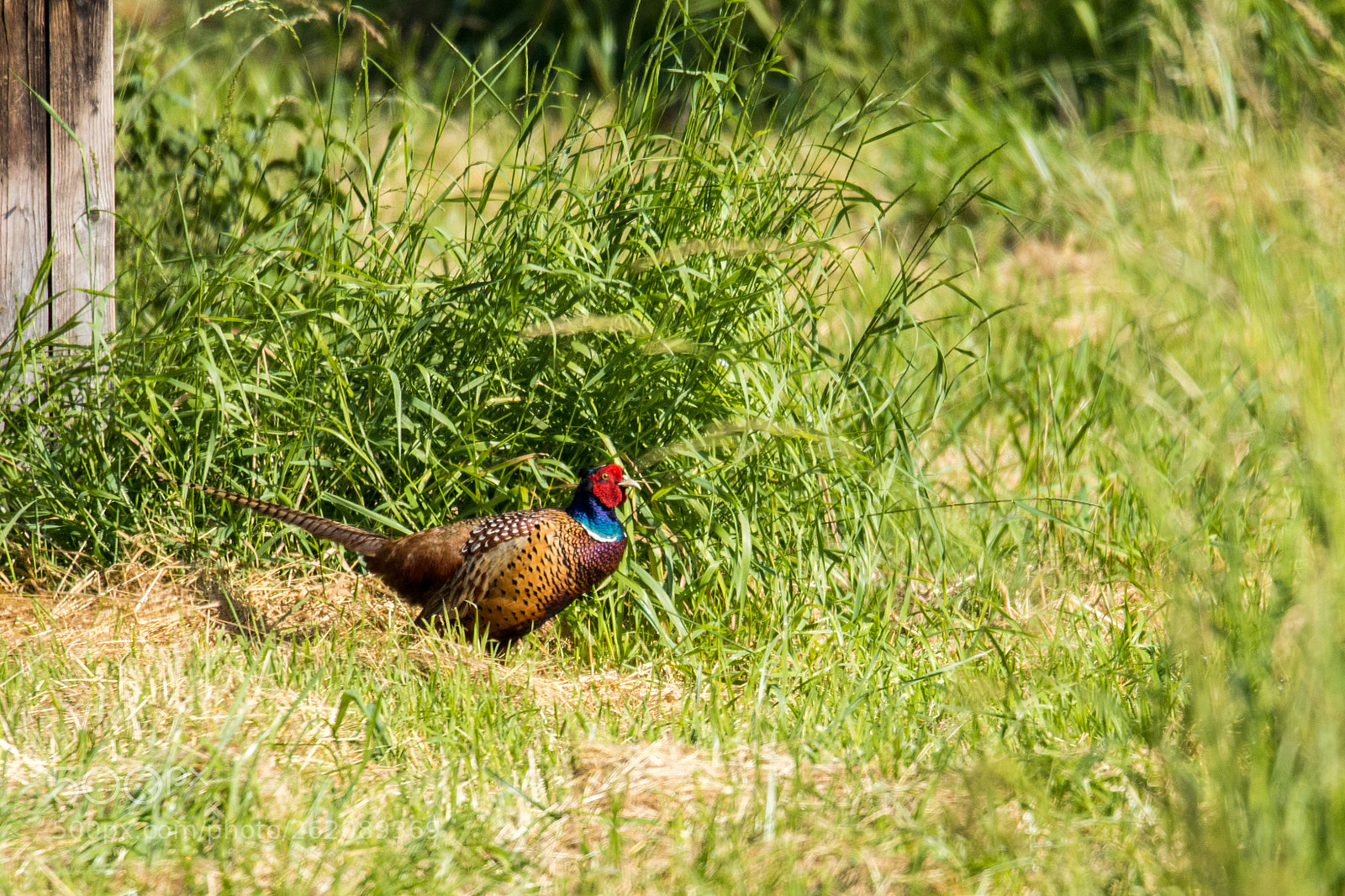 Nikon D7200 sample photo. Pheasant in a hayfield photography