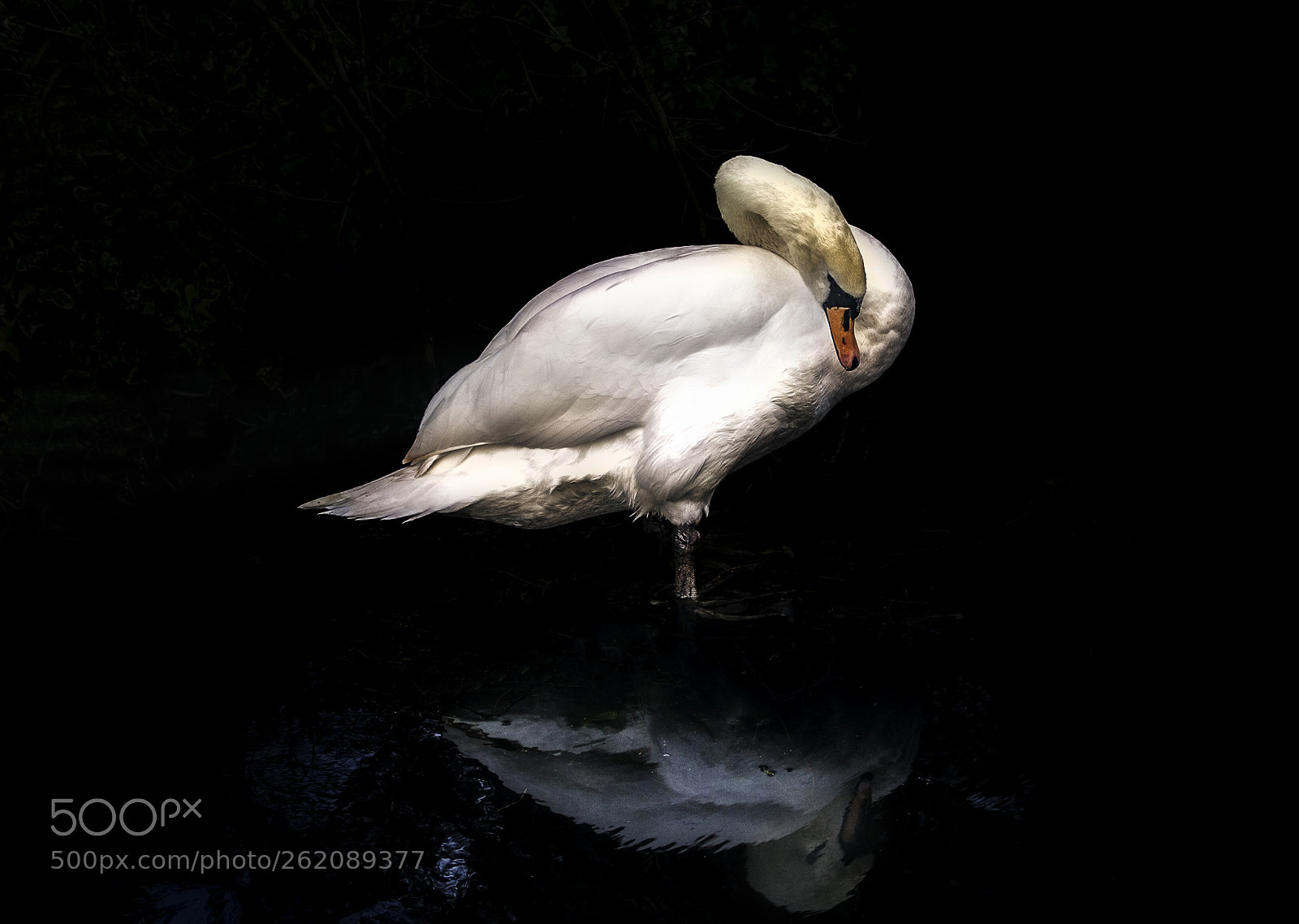 Canon EOS-1D Mark III sample photo. Narcissus photography